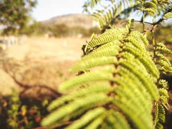 Close-up of fern leaves on field