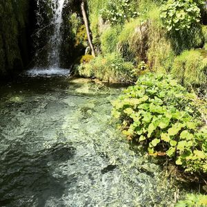 Scenic view of waterfall in forest