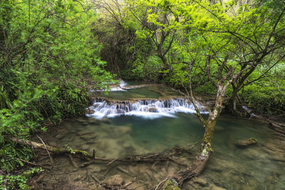 Scenic view of waterfall in forest