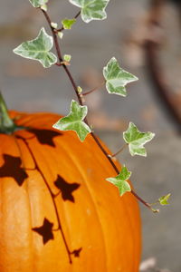 Close-up of orange leaves