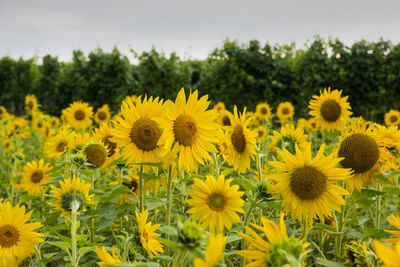 Close-up of sunflowers in field