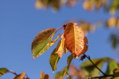 Close-up of autumnal leaves against blue sky