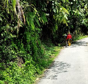 Rear view of man walking on road amidst trees