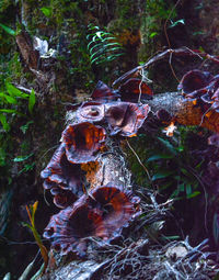 Close-up of turtle in forest