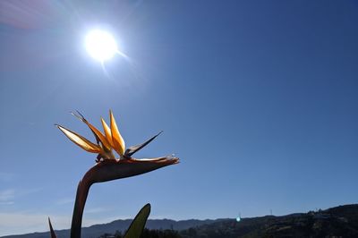 Low angle view of flowering plant against blue sky