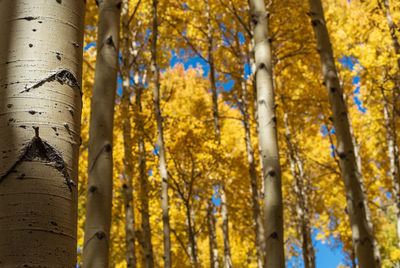 Low angle view of bamboo trees in forest during autumn