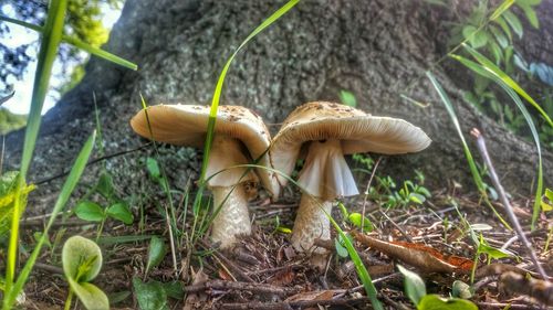 Close-up of plant in forest