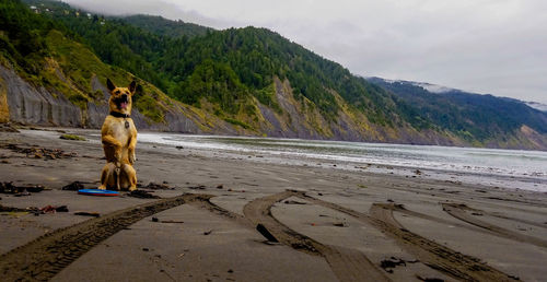 View of a dog on beach