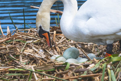 Mute swan, cygnus olor, mother adjusting eggs in the nest, river colne, colchester, uk.