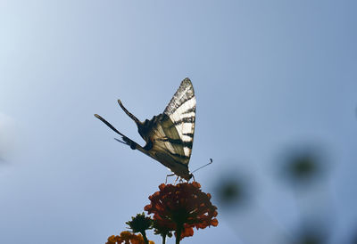 Close-up of butterfly pollinating on flower