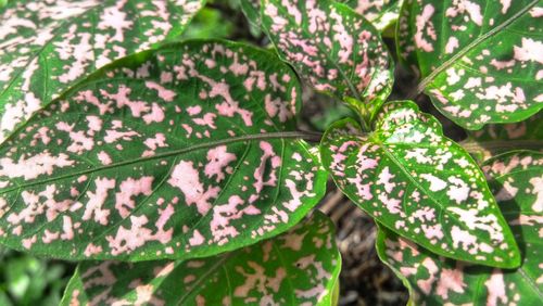 A group of exotic green-pink leaves