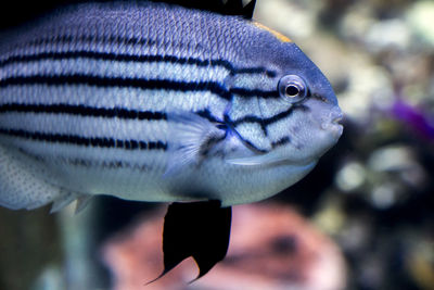 Close-up of fish swimming in sea