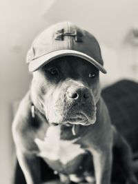 Close-up portrait of dog wearing hat