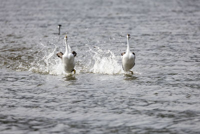 Birds in lake