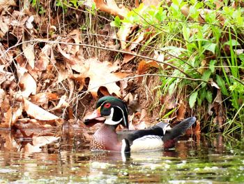 Side view of a duck in lake