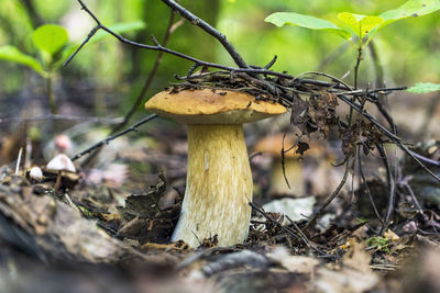 Close-up of mushroom growing on field