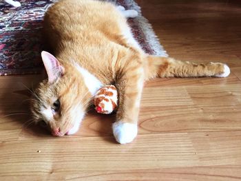 High angle portrait of cat resting on hardwood floor