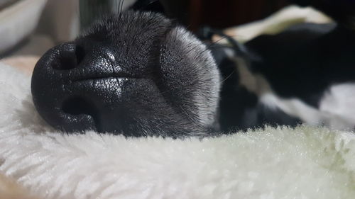 Close-up of a dog sleeping