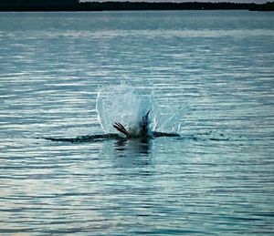 Duck swimming in sea