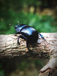 Close-up of insect perching on wood