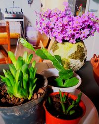 Close-up of potted plants