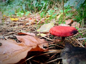 Close-up of mushroom growing on field