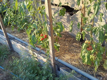 High angle view of fruits growing on field