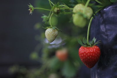 Close-up of strawberry growing on plant