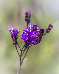 Close-up of purple flowers