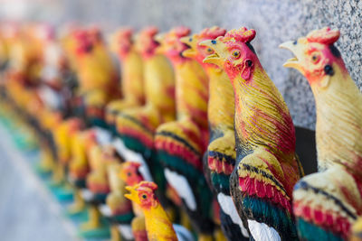 Close-up of peacock