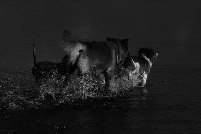 Dogs walking in lake