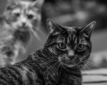 Close-up portrait of cat