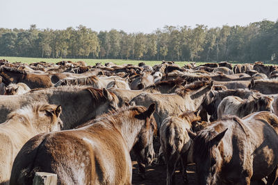 View of sheep on landscape