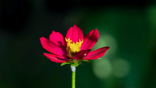 Close-up of pink flower