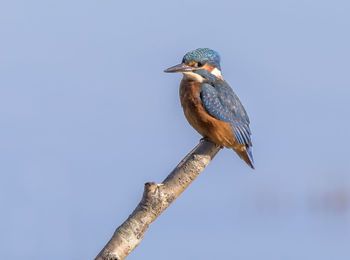 Low angle view of bird perching on branch against sky