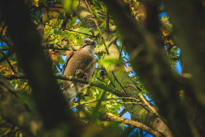 Low angle view of bird perching on tree