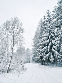 Snow covered trees in forest against sky