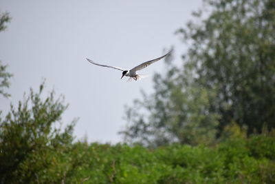 Low angle view of bird flying in sky