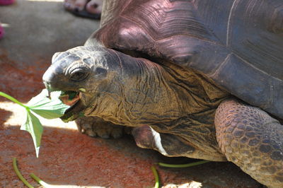 Close-up of tortoise