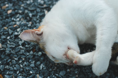 Close-up of cat