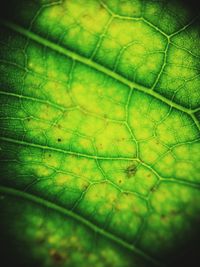 Macro shot of leaf