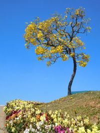 Low angle view of flowering plant against clear blue sky