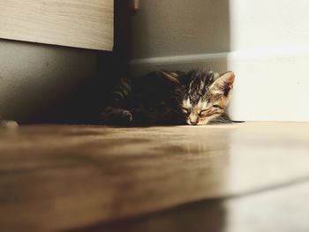Close-up portrait of kitten lying on floor