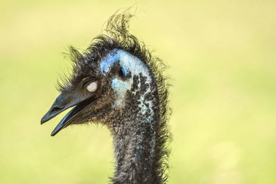 Close-up of emu