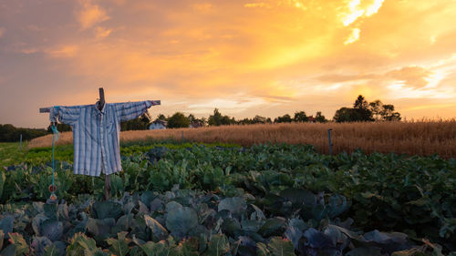 Scenic view of agricultural field with scarecrow on it against sky during sunset