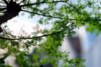 Low angle view of tree against sky