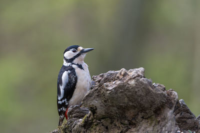 Great spotted woodpecker, dendrocopos major, perched on a log