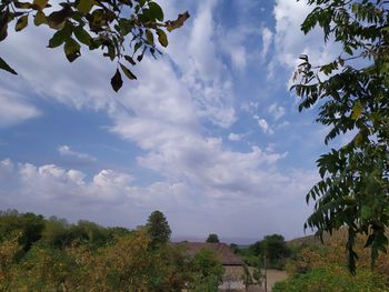 Low angle view of trees against sky