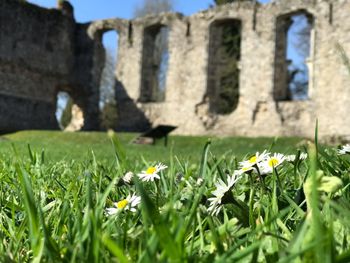 Yellow flowers growing on field