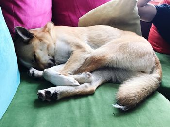 Dog sleeping on blanket